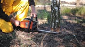 Best Tree Health Inspection  in Reno, TX